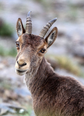 BOVID - IBEX - SOUTHERN SPANISH IBEX - SIERRA NEVADA NATIONAL PARK SPAIN (1).JPG