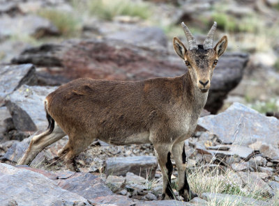 BOVID - IBEX - SOUTHERN SPANISH IBEX - SIERRA NEVADA NATIONAL PARK SPAIN (27).JPG