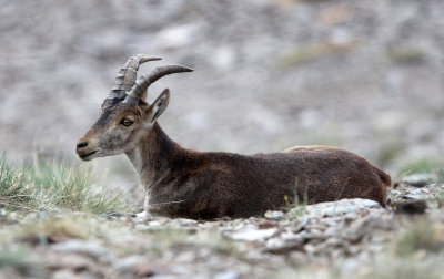 BOVID - IBEX - SOUTHERN SPANISH IBEX - SIERRA NEVADA NATIONAL PARK SPAIN (40).JPG