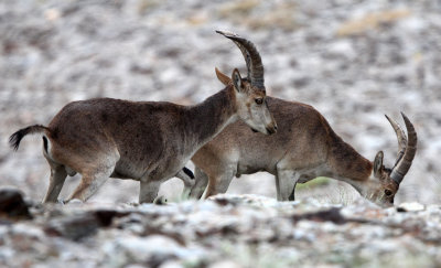 BOVID - IBEX - SOUTHERN SPANISH IBEX - SIERRA NEVADA NATIONAL PARK SPAIN (52).JPG