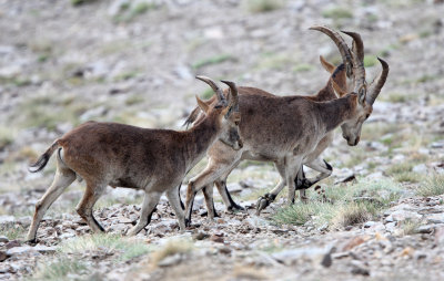 BOVID - IBEX - SOUTHERN SPANISH IBEX - SIERRA NEVADA NATIONAL PARK SPAIN (58).JPG