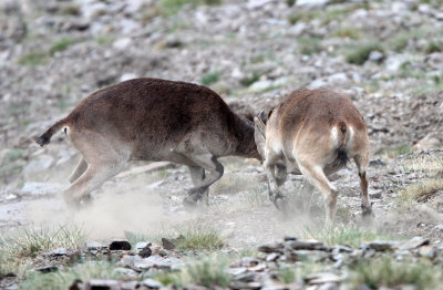 BOVID - IBEX - SOUTHERN SPANISH IBEX - SIERRA NEVADA NATIONAL PARK SPAIN (61).JPG