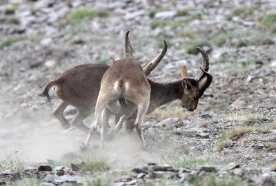 BOVID - IBEX - SOUTHERN SPANISH IBEX - SIERRA NEVADA NATIONAL PARK SPAIN (63).JPG