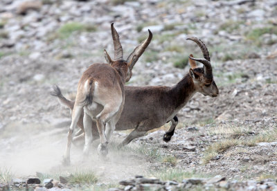 BOVID - IBEX - SOUTHERN SPANISH IBEX - SIERRA NEVADA NATIONAL PARK SPAIN (64).JPG