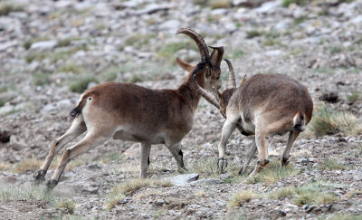 BOVID - IBEX - SOUTHERN SPANISH IBEX - SIERRA NEVADA NATIONAL PARK SPAIN (66).JPG