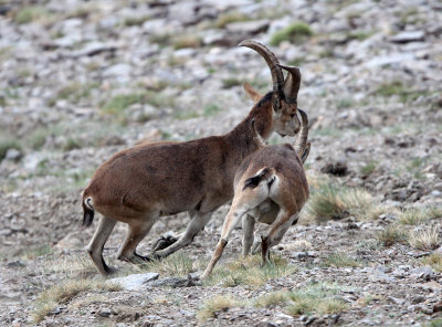 BOVID - IBEX - SOUTHERN SPANISH IBEX - SIERRA NEVADA NATIONAL PARK SPAIN (67).JPG