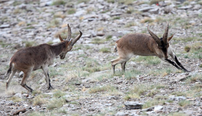 BOVID - IBEX - SOUTHERN SPANISH IBEX - SIERRA NEVADA NATIONAL PARK SPAIN (69).JPG