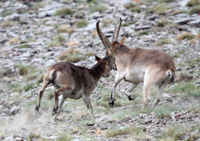 BOVID - IBEX - SOUTHERN SPANISH IBEX - SIERRA NEVADA NATIONAL PARK SPAIN (70).JPG