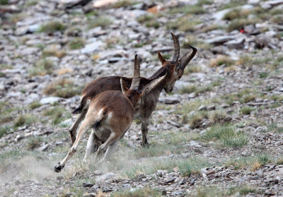 BOVID - IBEX - SOUTHERN SPANISH IBEX - SIERRA NEVADA NATIONAL PARK SPAIN (72).JPG