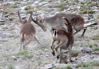 BOVID - IBEX - SOUTHERN SPANISH IBEX - SIERRA NEVADA NATIONAL PARK SPAIN (74).JPG