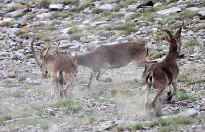 BOVID - IBEX - SOUTHERN SPANISH IBEX - SIERRA NEVADA NATIONAL PARK SPAIN (75).JPG