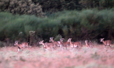 BOVID - MOUFLON - SIERRA DE LAS NIEVES NATIONAL PARK SPAIN - FINCA LAS NAVAS HOMESTEAD (12).JPG