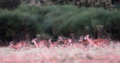 BOVID - MOUFLON - SIERRA DE LAS NIEVES NATIONAL PARK SPAIN - FINCA LAS NAVAS HOMESTEAD (14).JPG