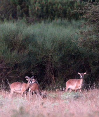 BOVID - MOUFLON - SIERRA DE LAS NIEVES NATIONAL PARK SPAIN - FINCA LAS NAVAS HOMESTEAD (2).JPG