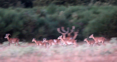 BOVID - MOUFLON - SIERRA DE LAS NIEVES NATIONAL PARK SPAIN - FINCA LAS NAVAS HOMESTEAD (23).JPG