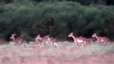 BOVID - MOUFLON - SIERRA DE LAS NIEVES NATIONAL PARK SPAIN - FINCA LAS NAVAS HOMESTEAD (26).JPG