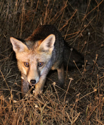 CANID - FOX - IBERIAN RED FOX - SIERRA DE ANDUJAR SPAIN (11).JPG