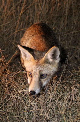 CANID - FOX - IBERIAN RED FOX - SIERRA DE ANDUJAR SPAIN (13).JPG