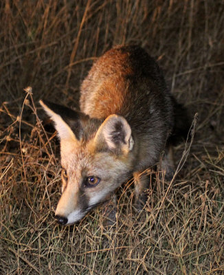 CANID - FOX - IBERIAN RED FOX - SIERRA DE ANDUJAR SPAIN (14).JPG