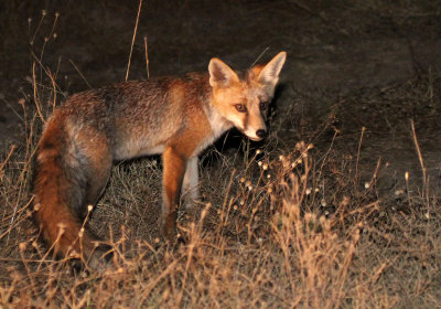 CANID - FOX - IBERIAN RED FOX - SIERRA DE ANDUJAR SPAIN (19).JPG