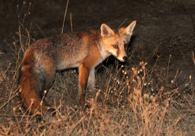 CANID - FOX - IBERIAN RED FOX - SIERRA DE ANDUJAR SPAIN (20).JPG