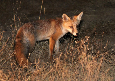 CANID - FOX - IBERIAN RED FOX - SIERRA DE ANDUJAR SPAIN (21).JPG
