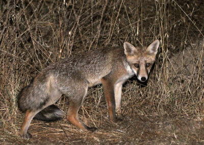 CANID - FOX - IBERIAN RED FOX - SIERRA DE ANDUJAR SPAIN (23).JPG