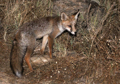 CANID - FOX - IBERIAN RED FOX - SIERRA DE ANDUJAR SPAIN (25).JPG