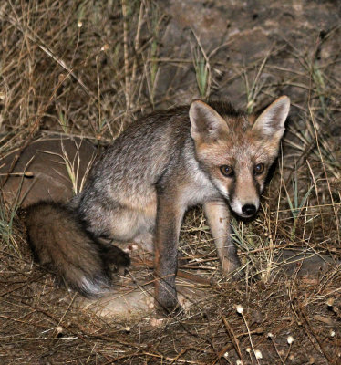 CANID - FOX - IBERIAN RED FOX - SIERRA DE ANDUJAR SPAIN (26).JPG