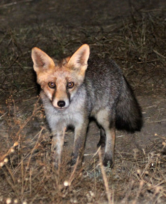 CANID - FOX - IBERIAN RED FOX - SIERRA DE ANDUJAR SPAIN (8).JPG