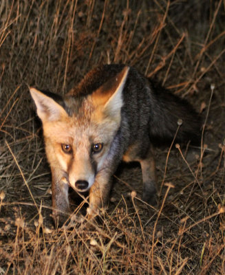 CANID - FOX - IBERIAN RED FOX - SIERRA DE ANDUJAR SPAIN (9).JPG