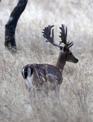 CERVID - DEER - FALLOW DEER - SIERRA DE ANDUJAR SPAIN (17).JPG