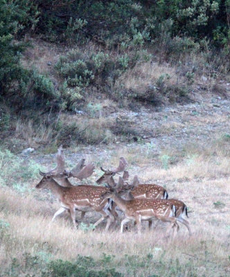 CERVID - DEER - FALLOW DEER - SIERRA DE LAS NIEVES NATIONAL PARK SPAIN (16).JPG