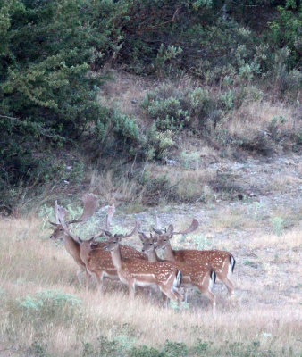 CERVID - DEER - FALLOW DEER - SIERRA DE LAS NIEVES NATIONAL PARK SPAIN (24).JPG