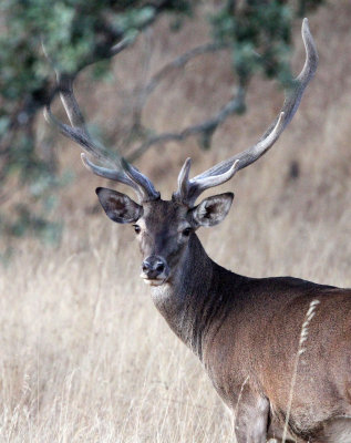 CERVID - DEER - IBERIAN RED DEER - SIERRA DE ANDUJAR SPAIN (32).JPG