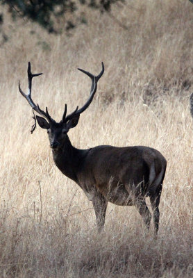 CERVID - DEER - IBERIAN RED DEER - SIERRA DE ANDUJAR SPAIN (44).JPG