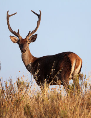 CERVID - DEER - IBERIAN RED DEER - SIERRA DE ANDUJAR SPAIN (46).JPG