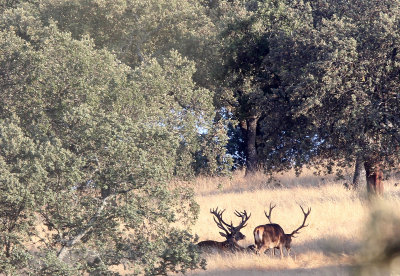 CERVID - DEER - IBERIAN RED DEER - SIERRA DE ANDUJAR SPAIN (49).JPG