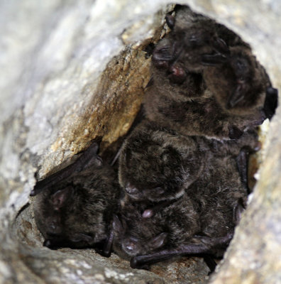 CHIROPTERA - DAUBENTON'S BAT - SIERRA DE ANDUJAR SPAIN (1).JPG