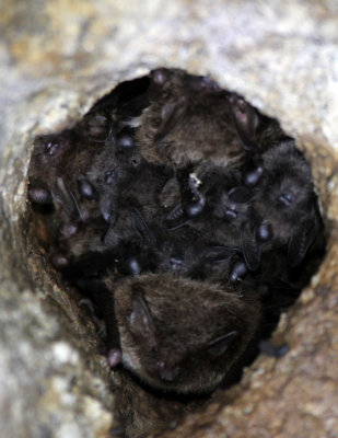 CHIROPTERA - DAUBENTON'S BAT - SIERRA DE ANDUJAR SPAIN (10).JPG