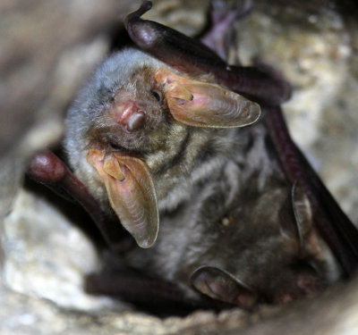 CHIROPTERA - GREATER MOUSE-EARED BAT - SIERRA DE ANDUJAR SPAIN (11).JPG