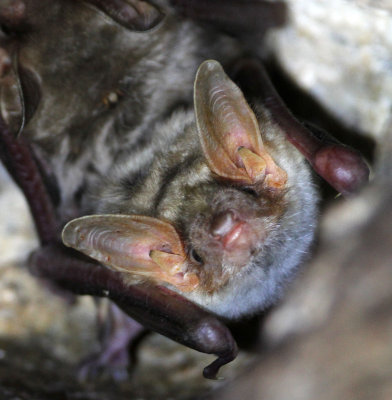 CHIROPTERA - GREATER MOUSE-EARED BAT - SIERRA DE ANDUJAR SPAIN (9).JPG