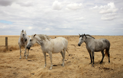 EQUIN - DOMESTIC HORSES - MALPARTIDA & MIRABELA GRASSLANDS SPAIN (30).JPG