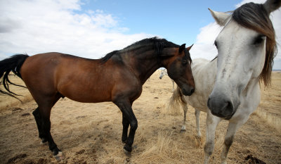 EQUIN - DOMESTIC HORSES - MALPARTIDA & MIRABELA GRASSLANDS SPAIN (6).JPG