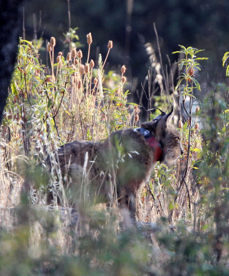 FELID - IBERIAN LYNX - SIERRA DE ANDUJAR SPAIN (12).JPG