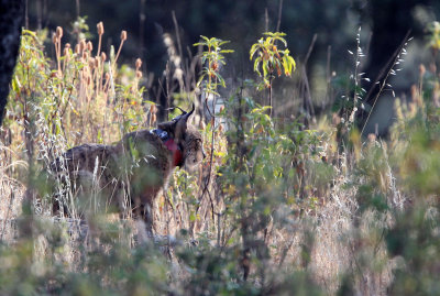 FELID - IBERIAN LYNX - SIERRA DE ANDUJAR SPAIN (14).JPG