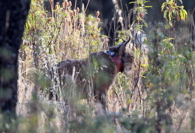 FELID - IBERIAN LYNX - SIERRA DE ANDUJAR SPAIN (15).JPG