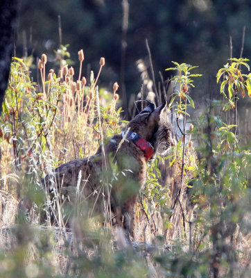 FELID - IBERIAN LYNX - SIERRA DE ANDUJAR SPAIN (17).JPG