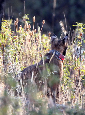 FELID - IBERIAN LYNX - SIERRA DE ANDUJAR SPAIN (18).JPG