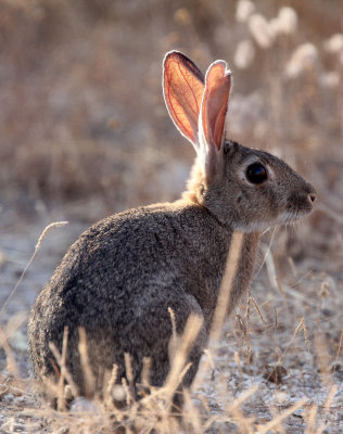 LAGOMORPH - EUROPEAN RABBIT - SIERRA DE ANDUJAR SPAIN (11).JPG